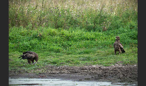 Schreiadler (Aquila pomarina)