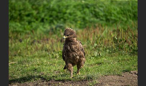 Schreiadler (Aquila pomarina)