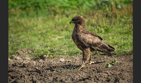 Schreiadler (Aquila pomarina)