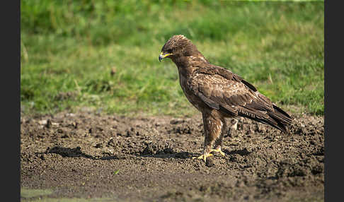 Schreiadler (Aquila pomarina)