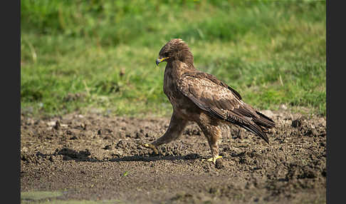 Schreiadler (Aquila pomarina)