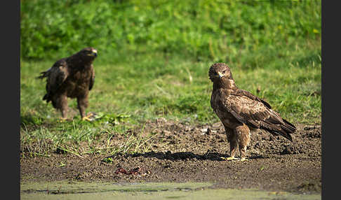 Schreiadler (Aquila pomarina)