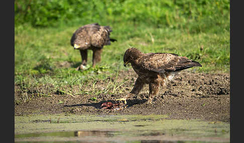 Schreiadler (Aquila pomarina)