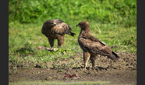 Schreiadler (Aquila pomarina)