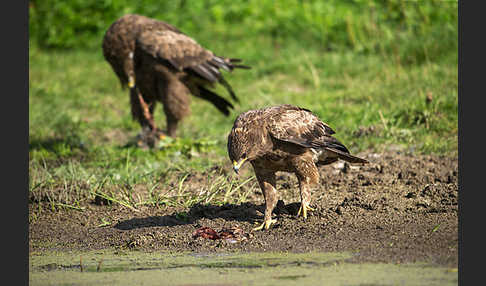 Schreiadler (Aquila pomarina)