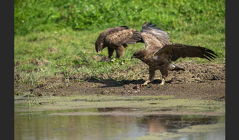 Schreiadler (Aquila pomarina)