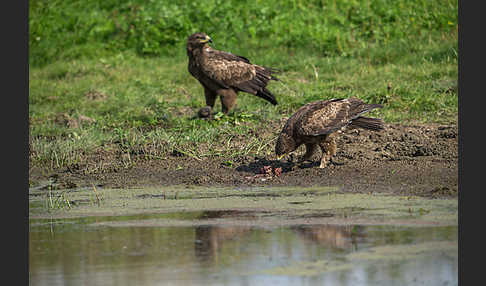 Schreiadler (Aquila pomarina)