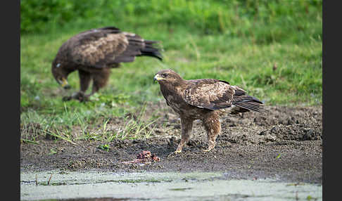 Schreiadler (Aquila pomarina)