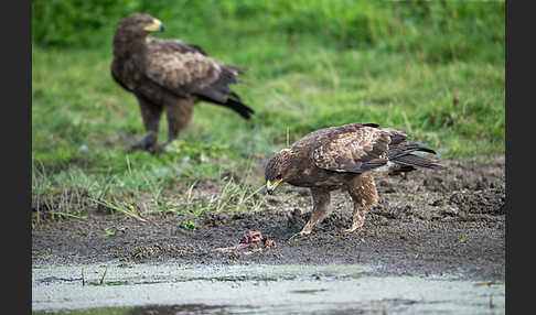 Schreiadler (Aquila pomarina)