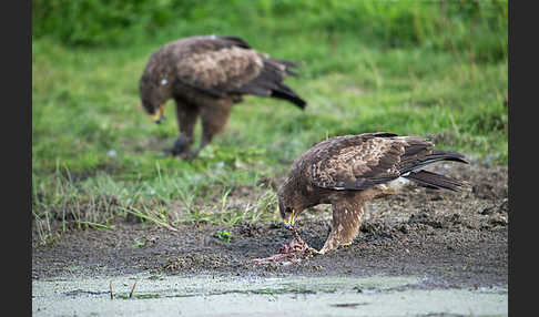 Schreiadler (Aquila pomarina)