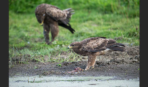 Schreiadler (Aquila pomarina)