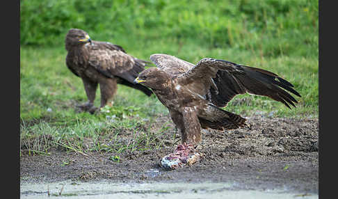 Schreiadler (Aquila pomarina)