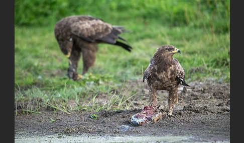 Schreiadler (Aquila pomarina)