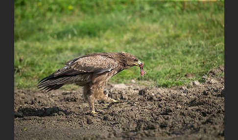 Schreiadler (Aquila pomarina)