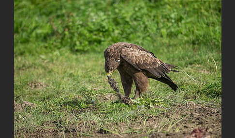 Schreiadler (Aquila pomarina)