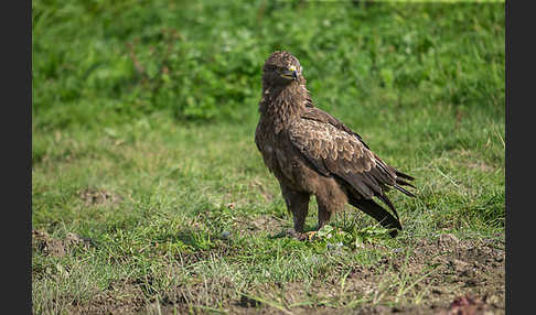 Schreiadler (Aquila pomarina)