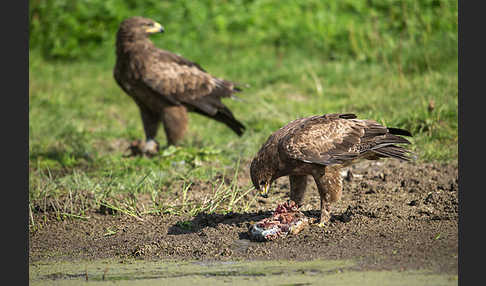 Schreiadler (Aquila pomarina)