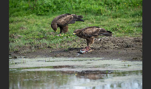 Schreiadler (Aquila pomarina)