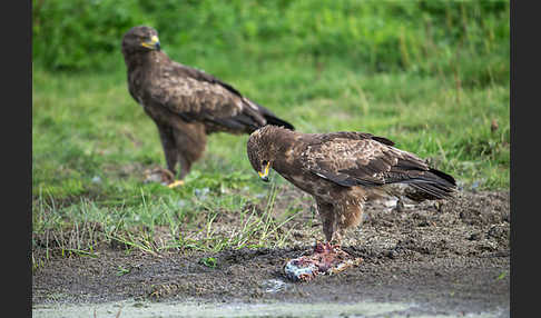 Schreiadler (Aquila pomarina)