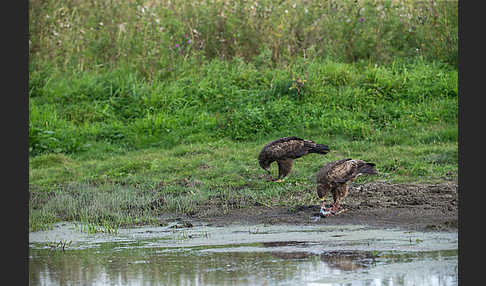 Schreiadler (Aquila pomarina)