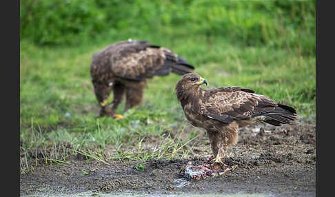 Schreiadler (Aquila pomarina)