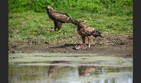 Schreiadler (Aquila pomarina)