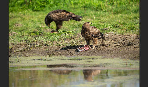 Schreiadler (Aquila pomarina)