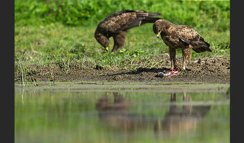 Schreiadler (Aquila pomarina)