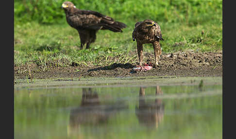 Schreiadler (Aquila pomarina)