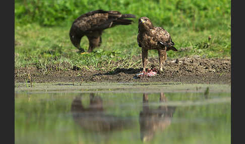 Schreiadler (Aquila pomarina)