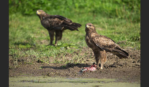 Schreiadler (Aquila pomarina)