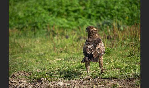 Schreiadler (Aquila pomarina)