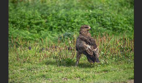 Schreiadler (Aquila pomarina)