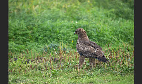 Schreiadler (Aquila pomarina)