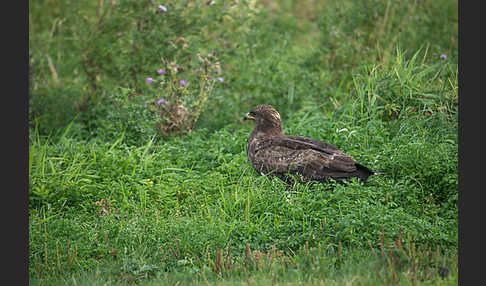 Schreiadler (Aquila pomarina)