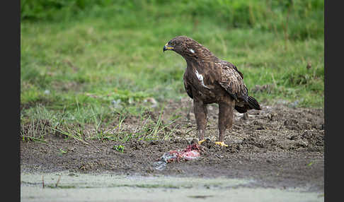 Schreiadler (Aquila pomarina)