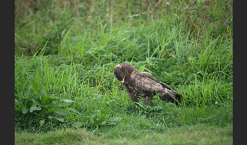 Schreiadler (Aquila pomarina)