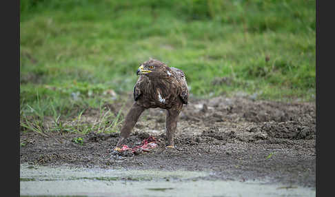 Schreiadler (Aquila pomarina)