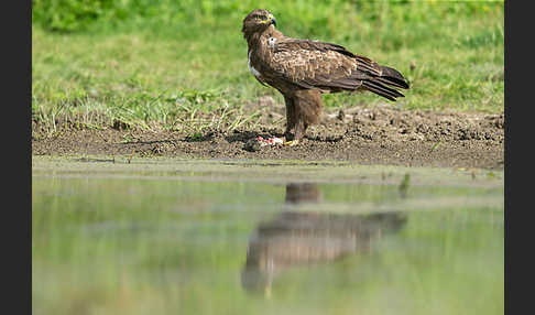 Schreiadler (Aquila pomarina)