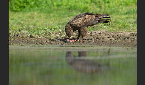 Schreiadler (Aquila pomarina)