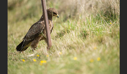 Schreiadler (Aquila pomarina)