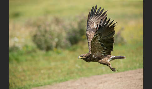 Schreiadler (Aquila pomarina)