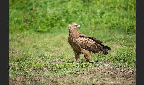 Schreiadler (Aquila pomarina)