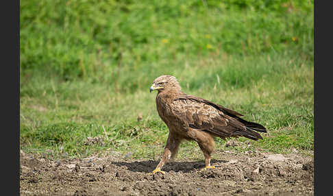 Schreiadler (Aquila pomarina)