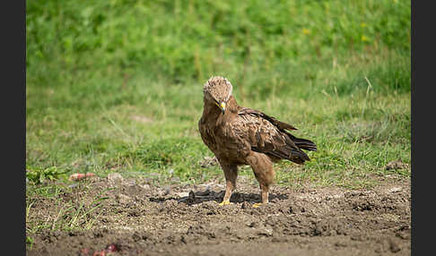 Schreiadler (Aquila pomarina)