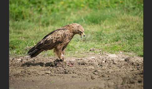 Schreiadler (Aquila pomarina)