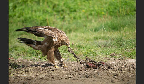 Schreiadler (Aquila pomarina)