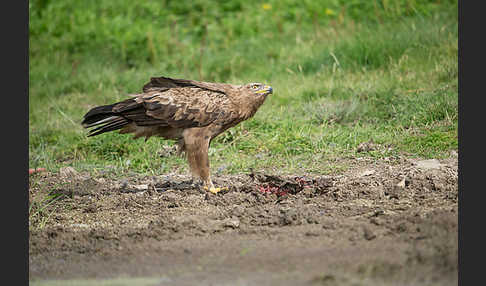 Schreiadler (Aquila pomarina)