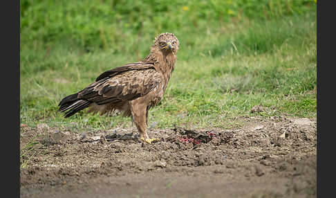 Schreiadler (Aquila pomarina)