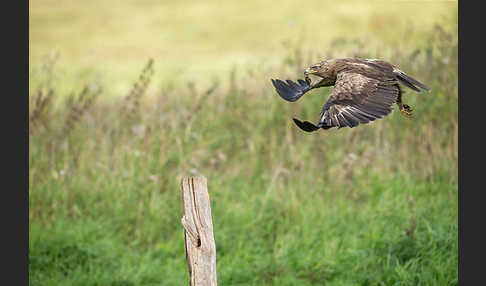 Schreiadler (Aquila pomarina)